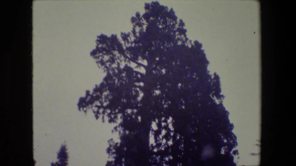 1984 San Francisco-area 8mm view of a large conifer canopy standing against a washed pale sky with aged color shift.