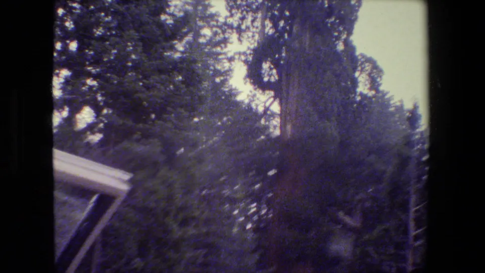 1984 San Francisco-area 8mm frame showing dense conifers and understory beside a partial roof edge, suggesting a residential boundary.