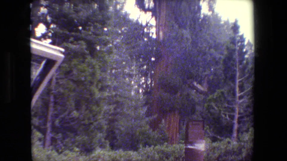 1984 San Francisco-area 8mm frame showing a large reddish tree trunk, surrounding greenery, and a partial nearby roof edge.