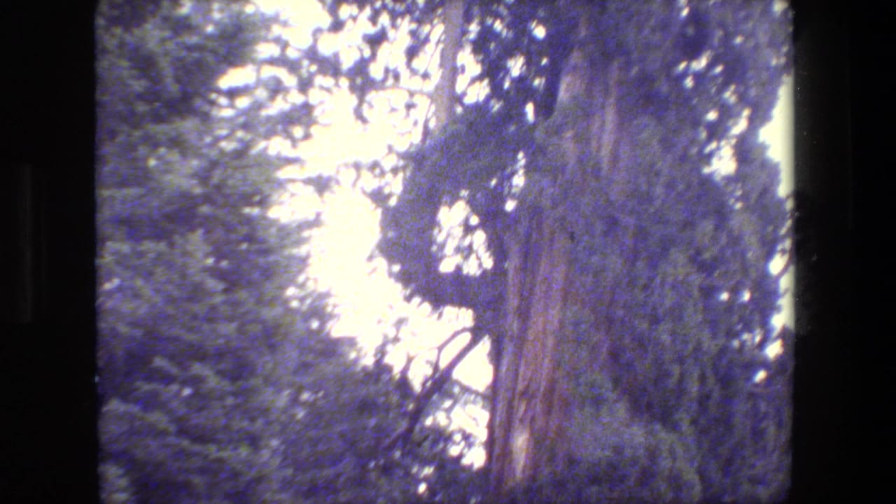 1984 8mm San Francisco-area forest view looking up at tall evergreen trunks and dense canopy.