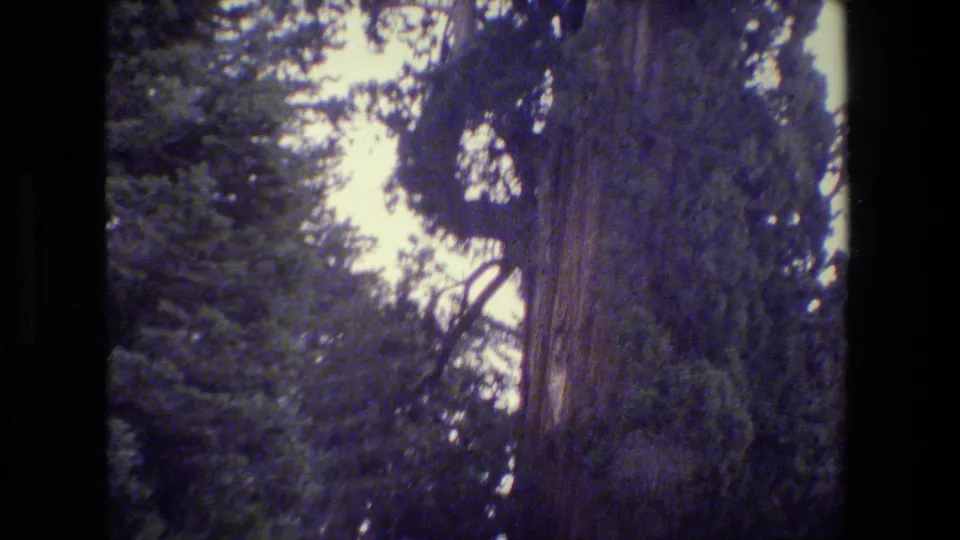 Home-movie frame of a massive evergreen trunk and surrounding canopy in the San Francisco-area forest footage.