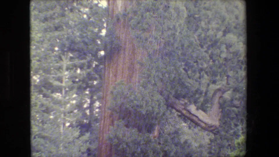 1984 8mm forest frame showing a reddish giant tree trunk behind dense evergreen foliage.