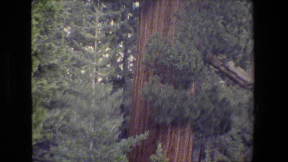 San Francisco-area 1984 home-movie frame of a broad evergreen trunk surrounded by branches and understory growth.