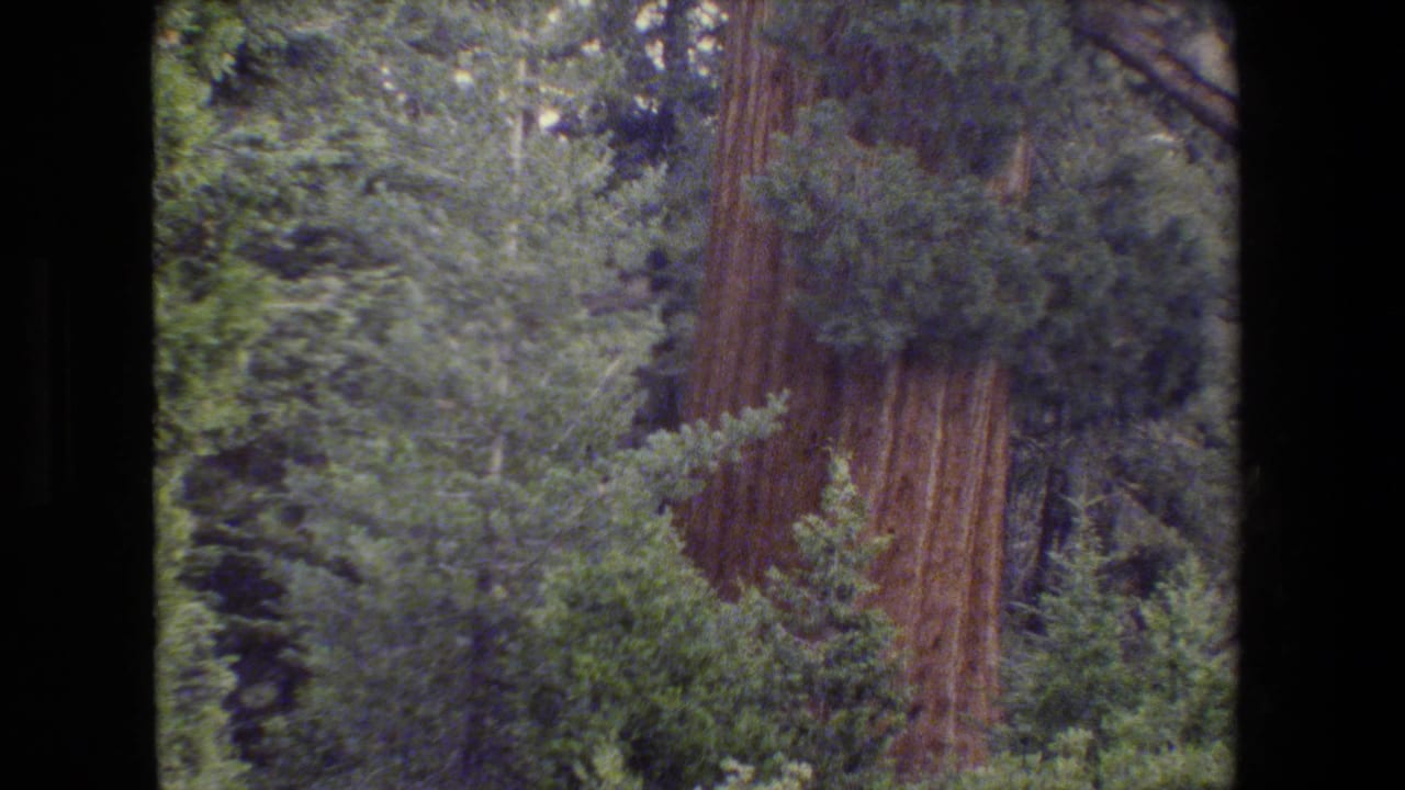 1980s 8mm travel footage frame showing dense California forest growth and a tall reddish tree trunk, with dark gate borders visible.