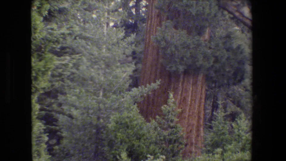 1980s 8mm travel footage frame showing dense California forest growth and a tall reddish tree trunk, with dark gate borders visible.