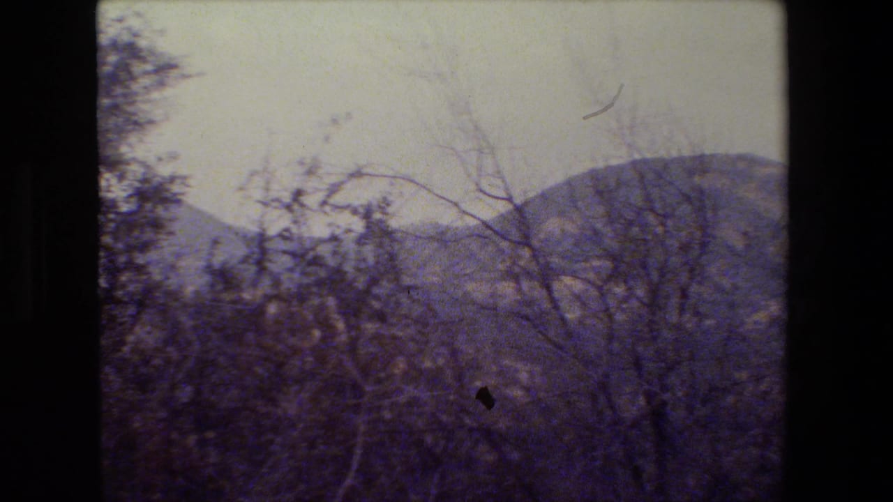 Tree branches and shrubs obscure a distant hillside beneath a washed-out sky.