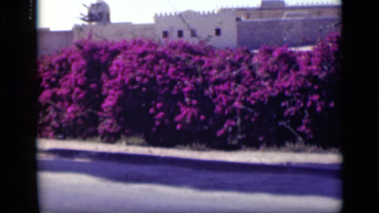 Purple bougainvillea beside a road with crenellated walls behind it.