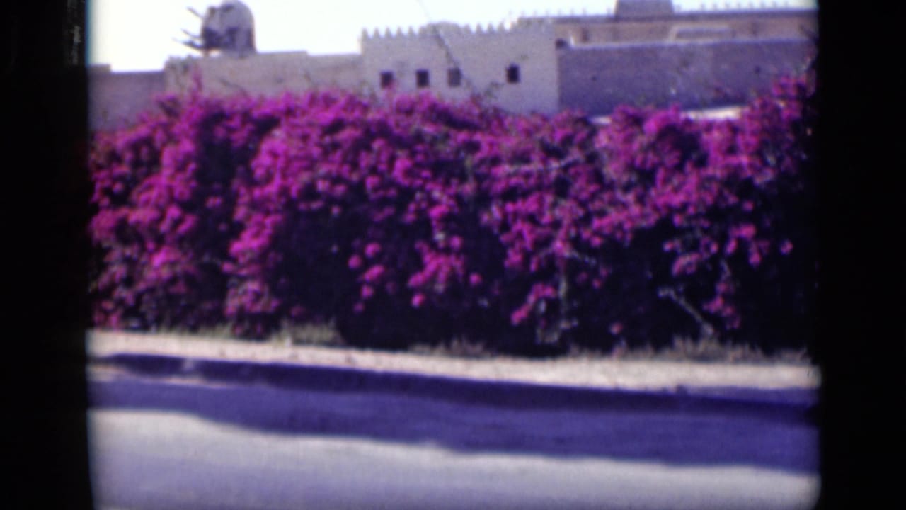 The 1946 Cairo clip lingers on a roadside bougainvillea hedge with pale walled buildings in the background.