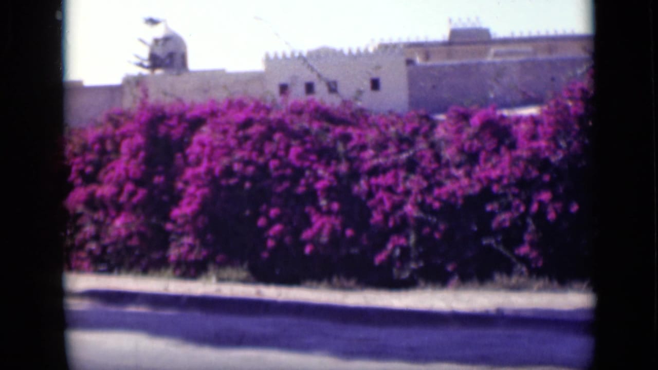 A final Cairo street frame shows dense purple bougainvillea, a curb, roadway, and pale crenellated buildings in bright daylight.