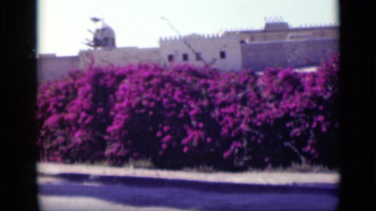 Purple bougainvillea in front of a pale crenellated building under bright sun.