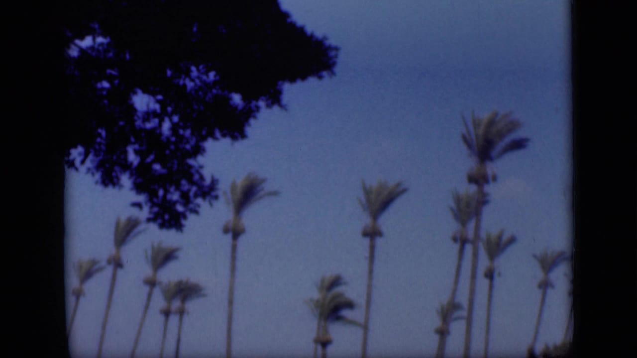 1946 Cairo frame showing wind-blown palm trees beneath a blue sky, partly framed by dark overhanging branches.