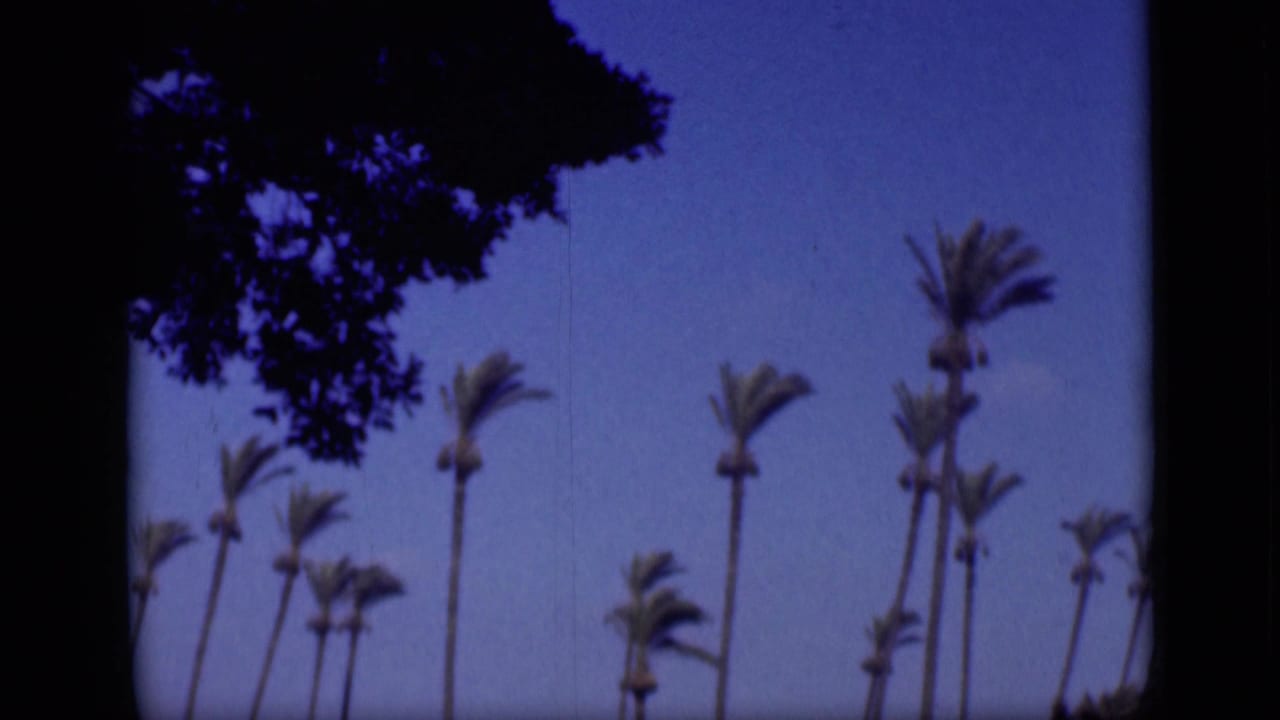 1946 Cairo home-movie frame showing tall palms against blue sky, partly framed by a dark leafy tree silhouette.