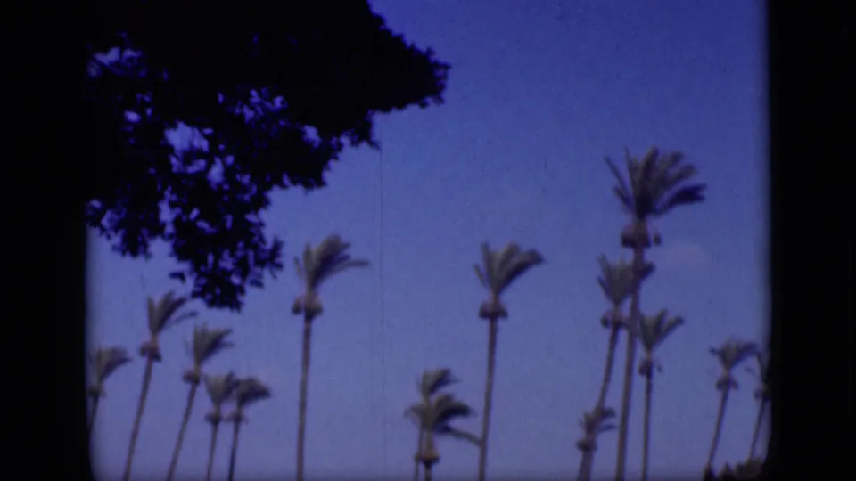 1946 Cairo home-movie frame showing tall palms against blue sky, partly framed by a dark leafy tree silhouette.