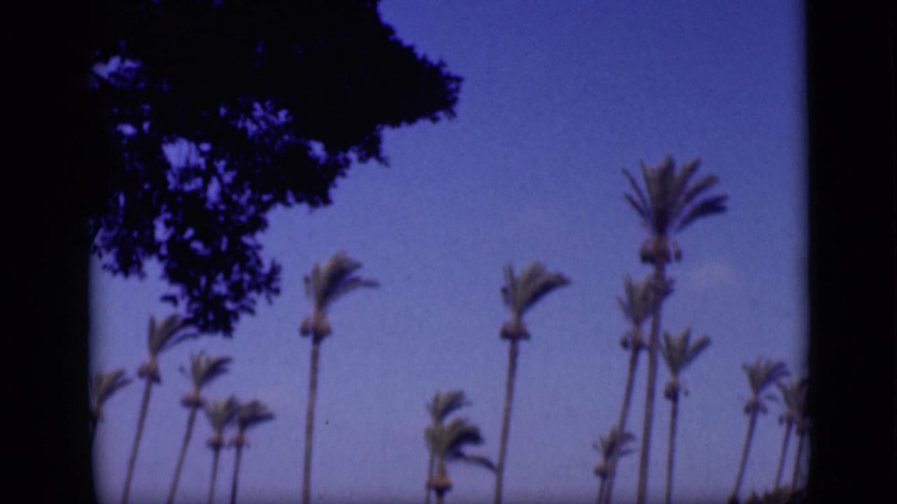 1946 Cairo 8mm frame with palm crowns and slender trunks under blue sky, bordered by dark overhead foliage.