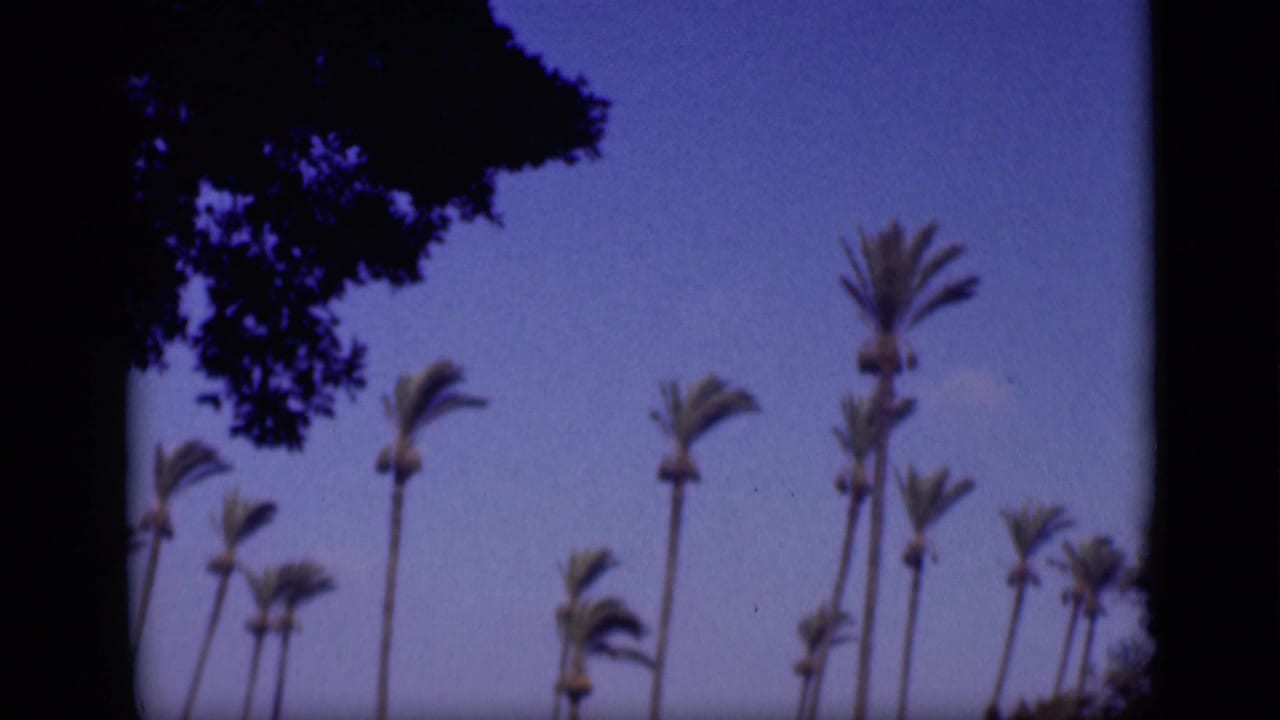 Cairo 1946 home-movie view of multiple palms in a breeze beneath clear sky, with dark foliage framing the corner.