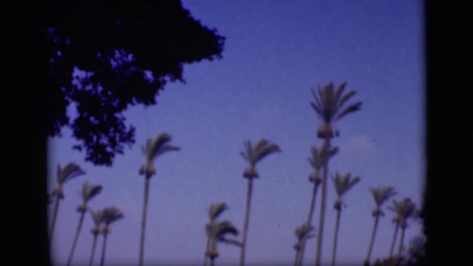 Cairo 1946 home-movie view of multiple palms in a breeze beneath clear sky, with dark foliage framing the corner.