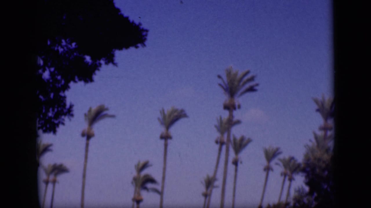 1946 Cairo 8mm frame of palm trees against blue sky, with dark foliage and rounded gate edges visible.