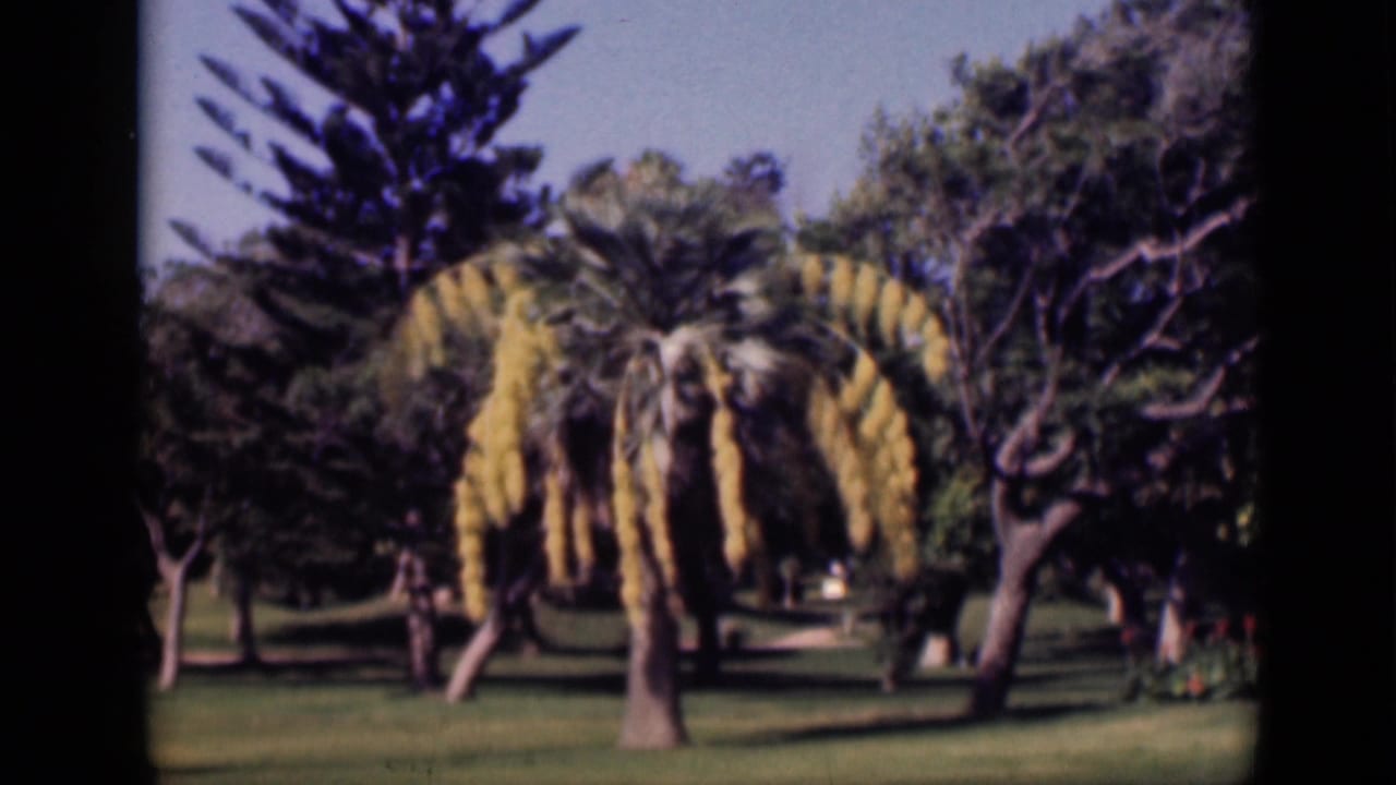 1946 Cairo home-movie frame showing a landscaped garden with yellow hanging blossoms, green lawn, mature trees, and blue sky.