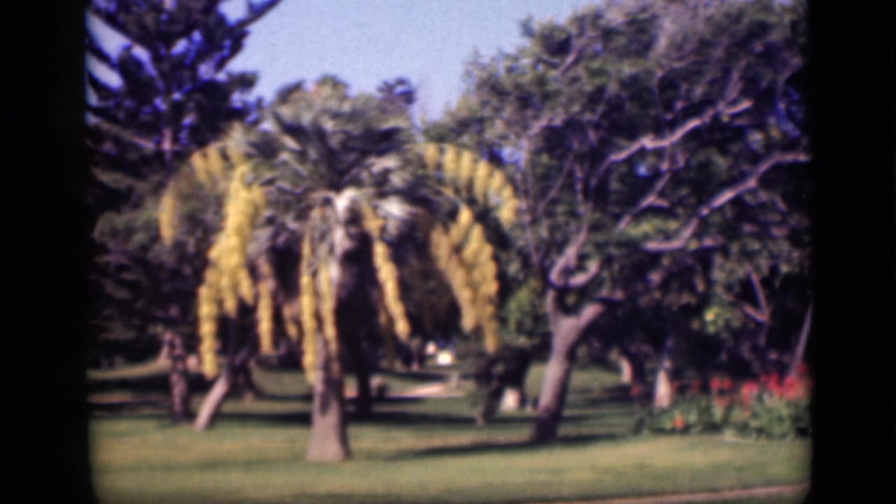 Garden view with yellow flowering tree, lawn, and dense trees in bright daylight.