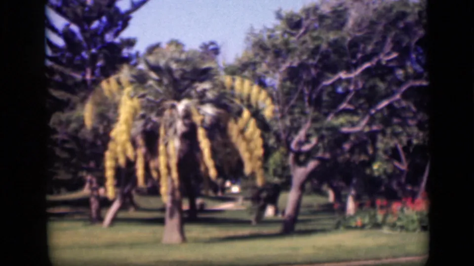 1946 Cairo garden scene with a yellow-blossomed tree centered among lawn, leafy trees, and clear blue sky on 8mm film.