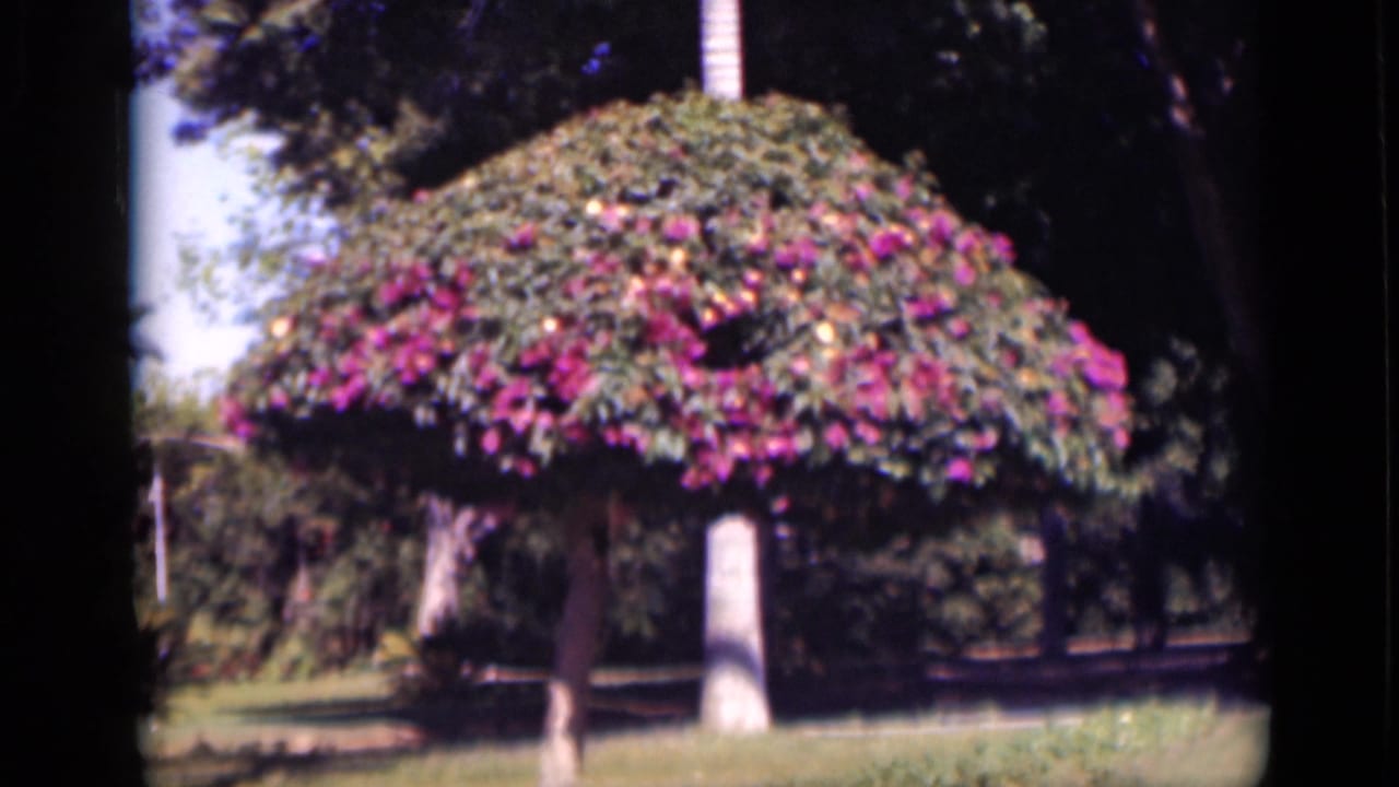 1946 Cairo home-movie frame showing a rounded canopy with pink blossoms, a pale trunk, lawn, and shaded garden background.