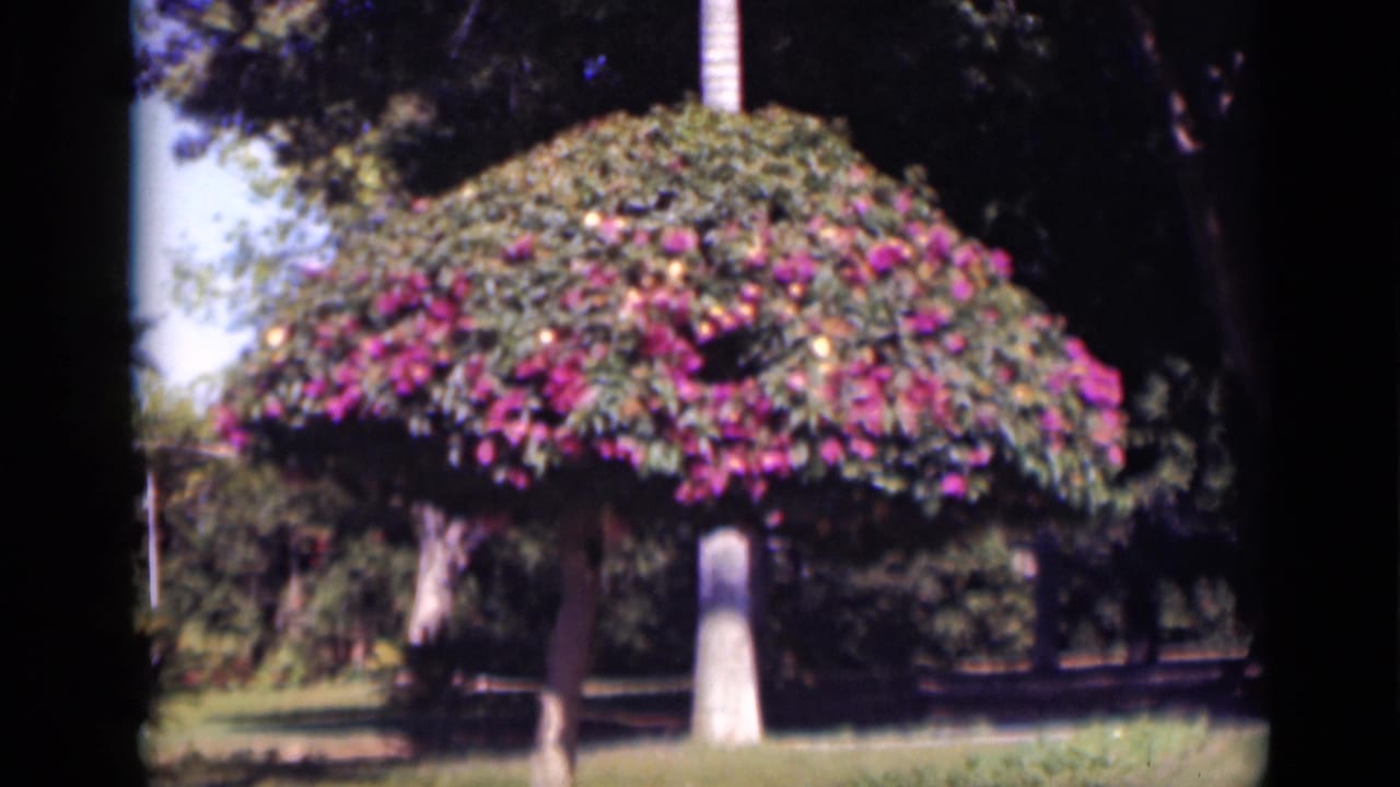 1946 Cairo home-movie frame showing a rounded bougainvillea-covered tree in a sunlit garden with grass and shaded foliage.