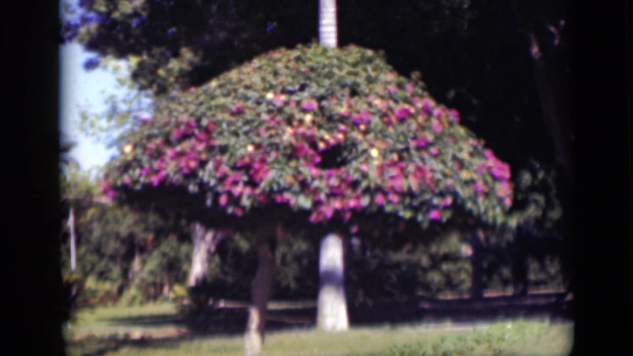 Flowering tree canopy with pink blossoms above a lawn and shaded background.