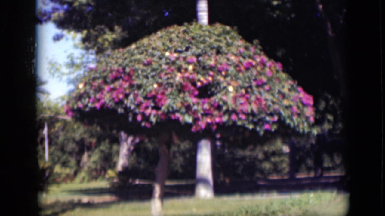 1946 Cairo home-movie frame continuing the view of a rounded flowering tree in a garden, with soft focus and vivid color.