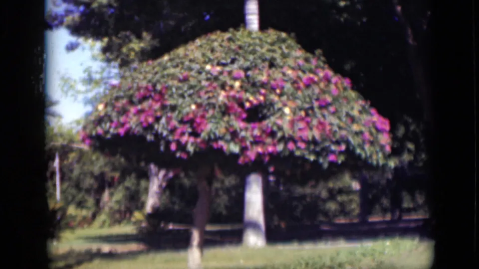 1946 Cairo home-movie frame continuing the view of a rounded flowering tree in a garden, with soft focus and vivid color.