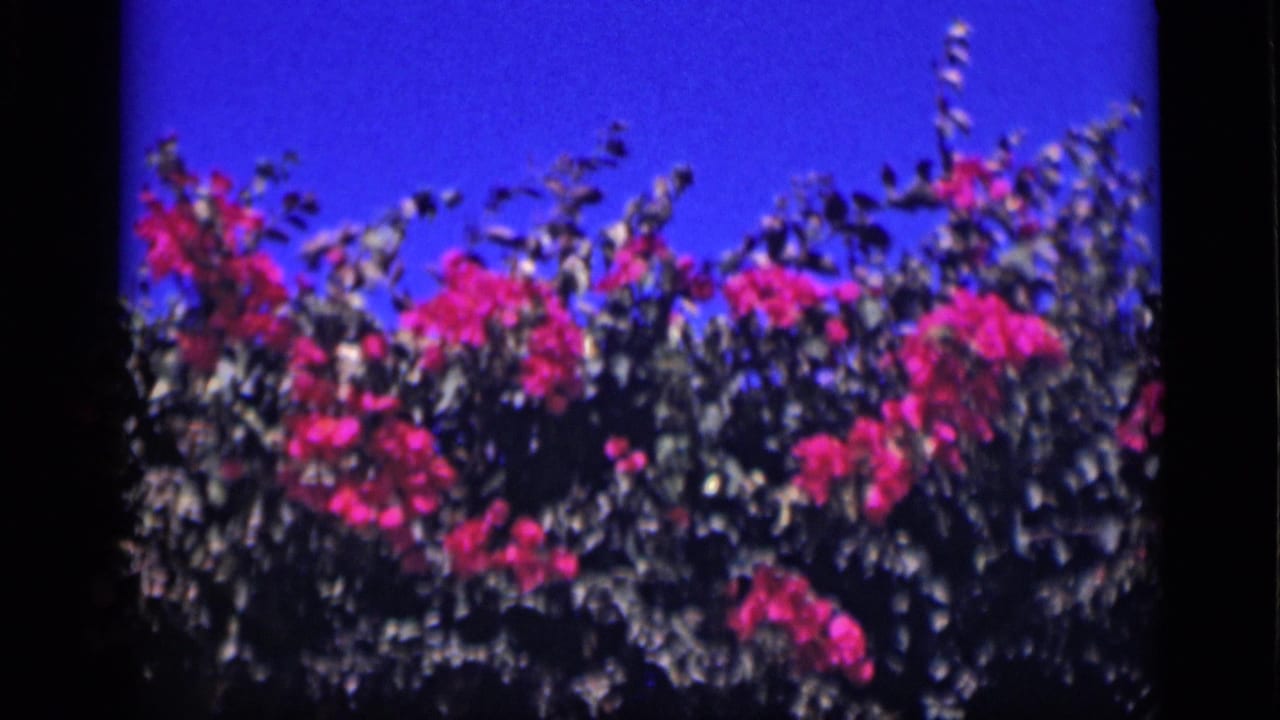 1946 Cairo 8mm frame showing a closer view of bougainvillea blossoms and dark leaves against a saturated blue sky.