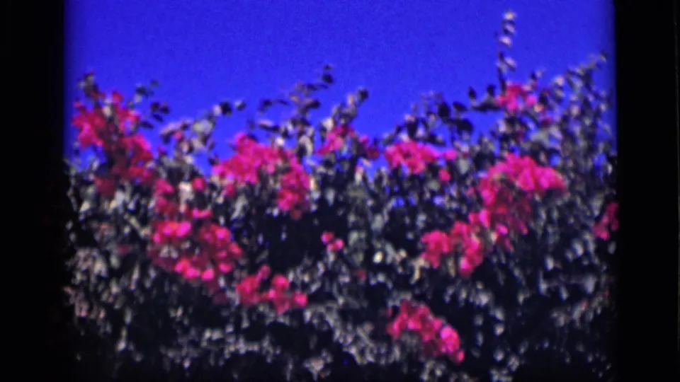 1946 Cairo 8mm frame showing a closer view of bougainvillea blossoms and dark leaves against a saturated blue sky.