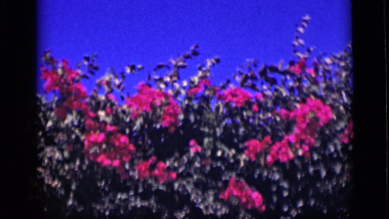 1946 Cairo 8mm frame showing pink flowering plants and green leaves moving below a deep blue sky.