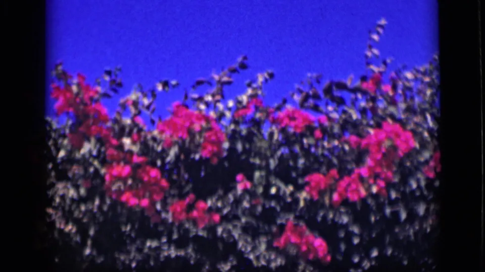 1946 Cairo 8mm frame showing pink flowering plants and green leaves moving below a deep blue sky.