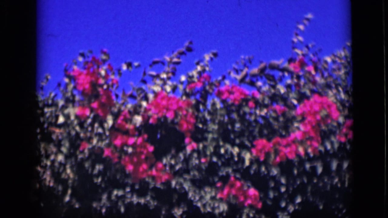 1946 Cairo home-movie frame with pink and white flowering foliage swaying under bright sky.
