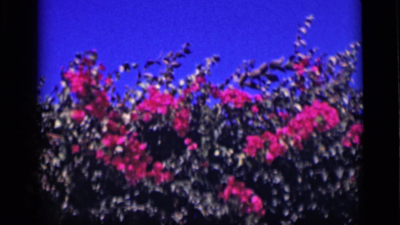 1946 Cairo 8mm frame showing a closer band of pink blossoms and foliage beneath vivid sky.