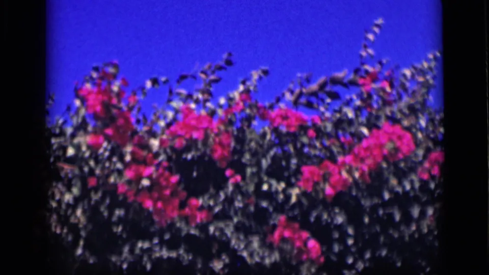 1946 Cairo 8mm frame showing a closer band of pink blossoms and foliage beneath vivid sky.