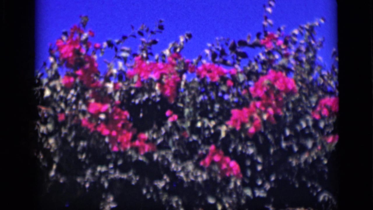1946 Cairo home-movie frame of pink flower clusters, white blooms, and leafy branches in sunlight.
