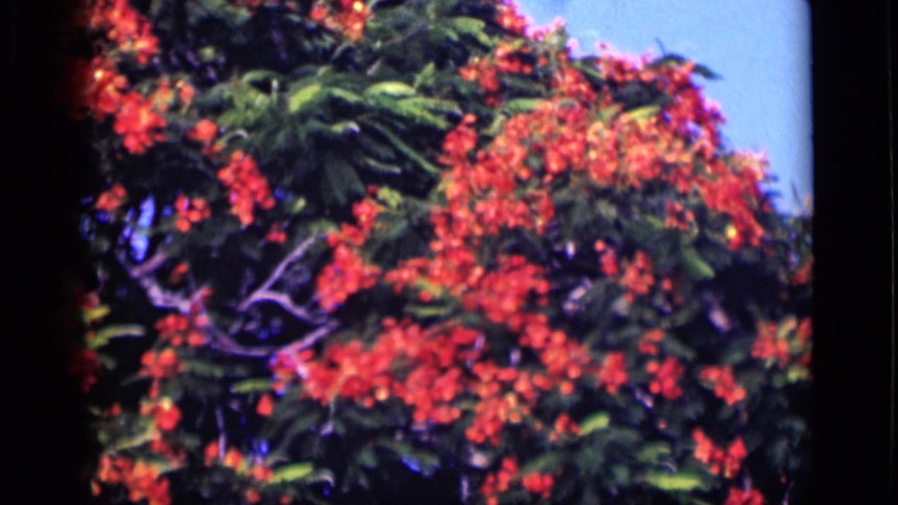 Flowering tree with red blossoms and green leaves in Cairo, Egypt, shown in 1946 8mm home-movie footage.