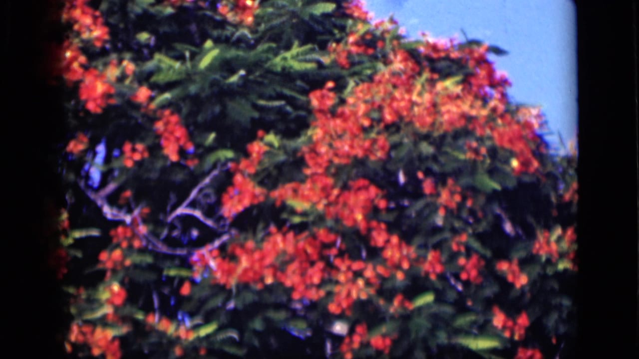 Dense red blossoms and dark green foliage framed by black film borders.
