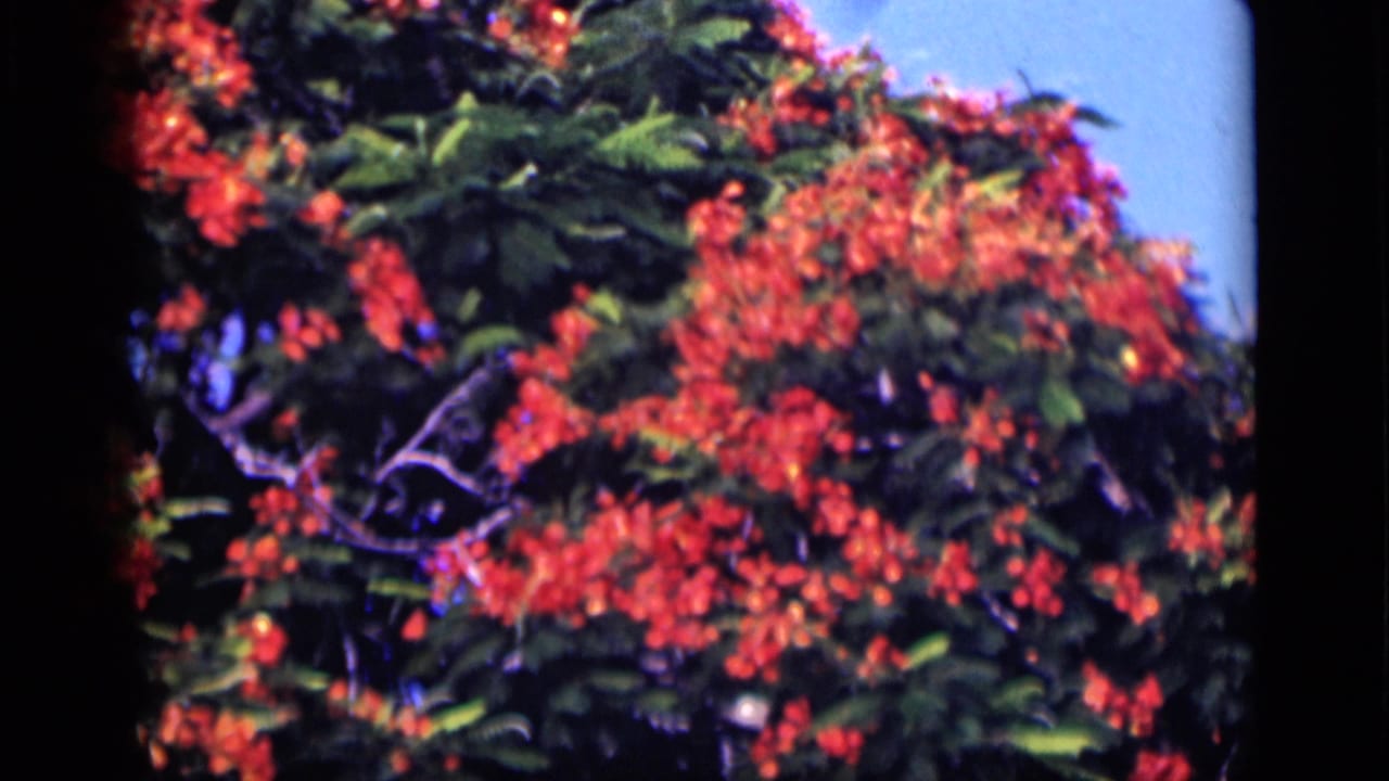 Vintage 8mm view of a red flowering tree in Cairo, Egypt, with soft focus and saturated color.