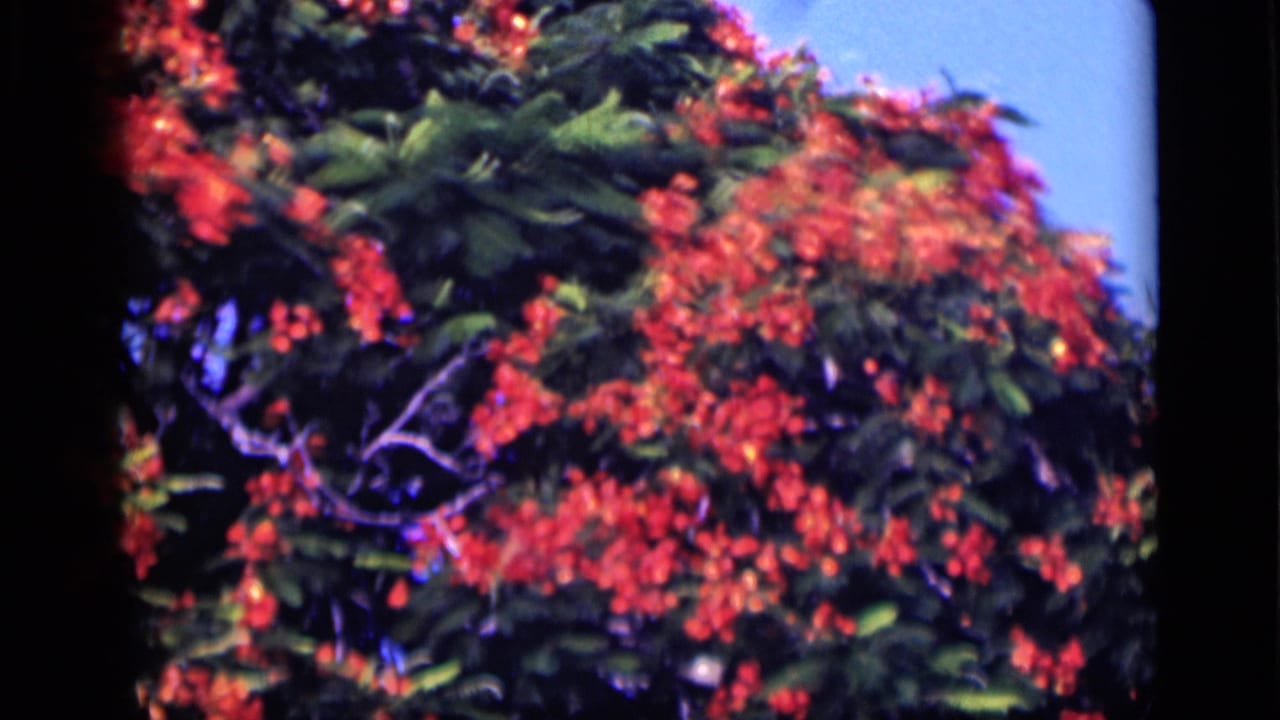 1946 Cairo home-movie frame showing dense orange-red blossoms in a leafy tree canopy against blue sky.