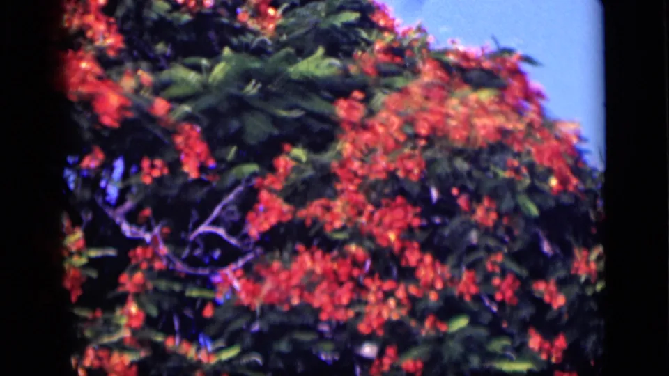 1946 Cairo home-movie frame showing dense orange-red blossoms in a leafy tree canopy against blue sky.
