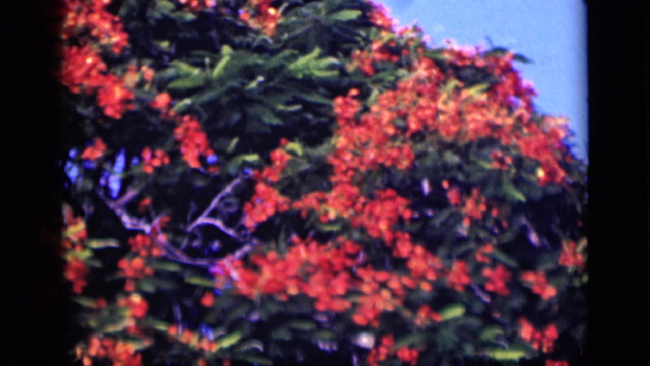 Close view of red-orange flowers clustered among dark leaves with sky behind.