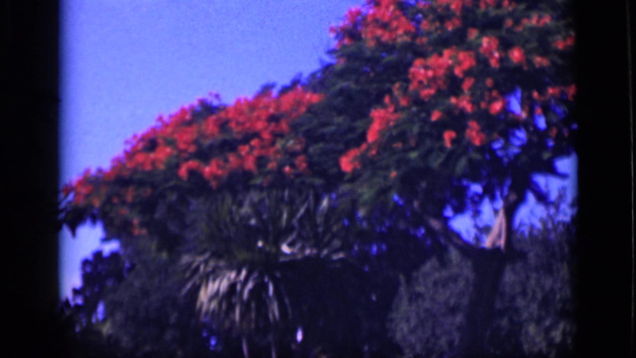 1946 Cairo frame showing a flowering tree canopy from below, with orange blooms, blue sky, and darker vegetation beneath.