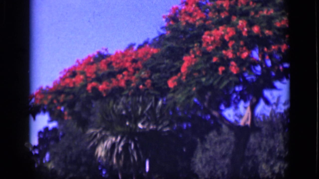 Cairo 1946 home-movie frame showing the orange-red flowering canopy stretching across blue sky above shaded greenery.