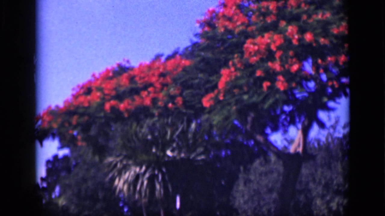 1946 Cairo 8mm frame showing red blossoms and leafy garden trees swaying against a blue sky.