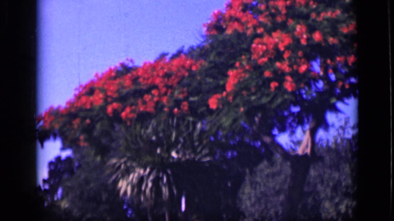 1946 Cairo home-movie frame with red blossoms, leafy branches, and blue sky in a garden setting.
