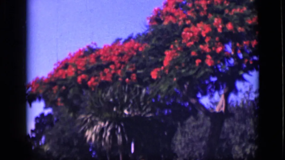 1946 Cairo home-movie frame with red blossoms, leafy branches, and blue sky in a garden setting.