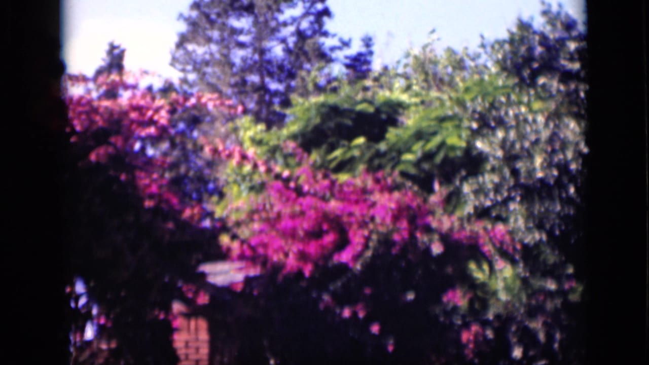 1946 Cairo 8mm frame showing magenta blossoms, dense greenery, and a small roof or wall edge in a garden.