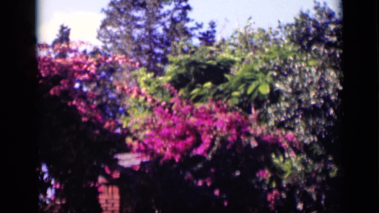 1946 Cairo home-movie frame with magenta flowering plants, green trees, and a sunlit garden background.